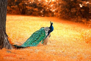 最终历史的拯救者：守望共享新时代的辉煌